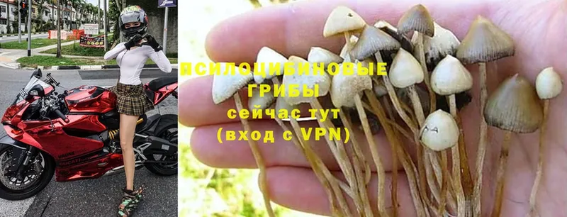 Псилоцибиновые грибы Magic Shrooms  Богородск 